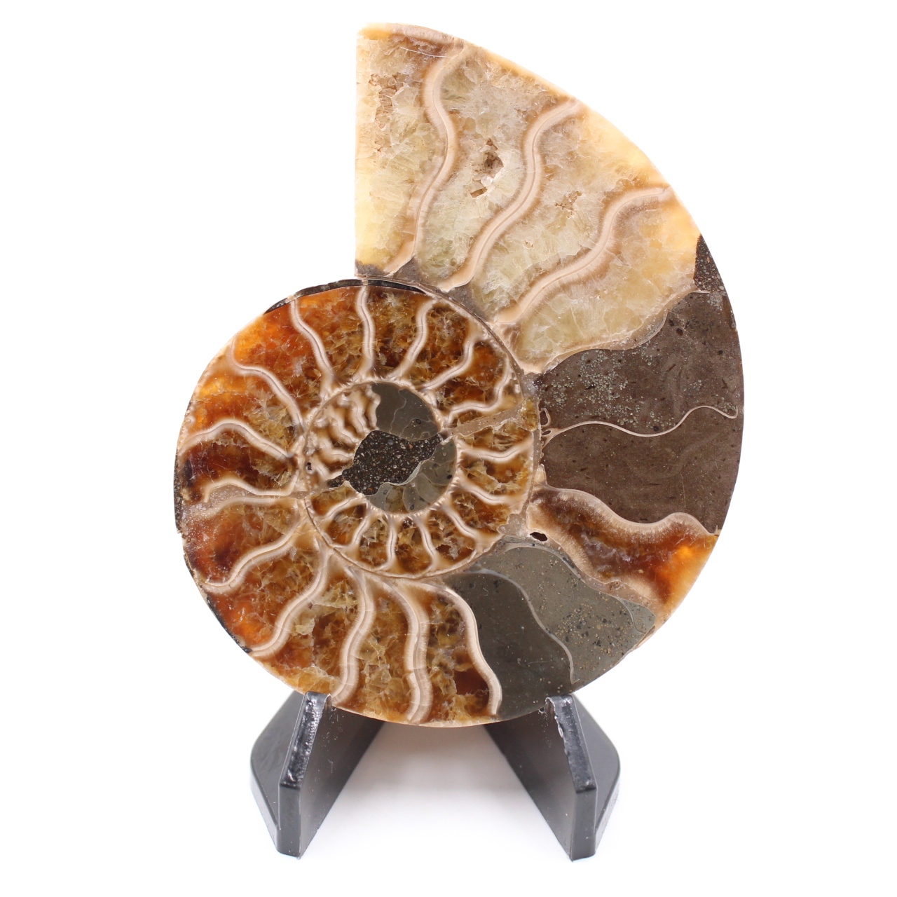 Poliertes Ammonitenfossil