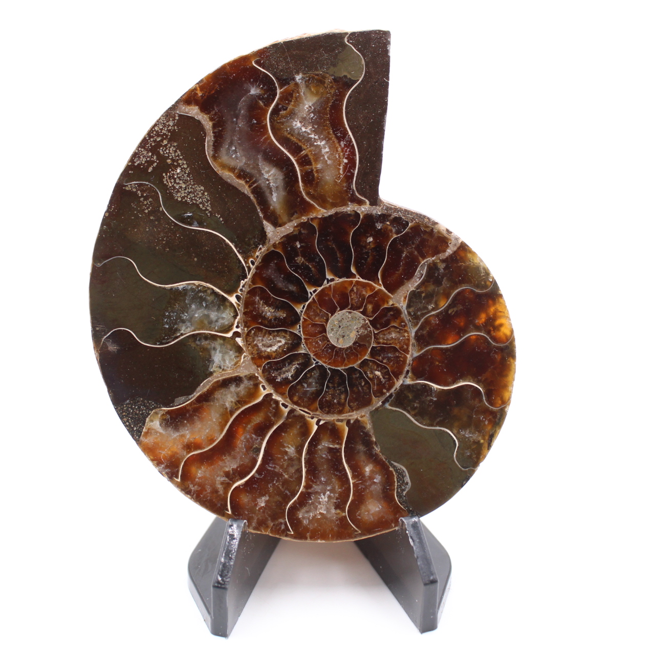 Poliertes Ammonitenfossil