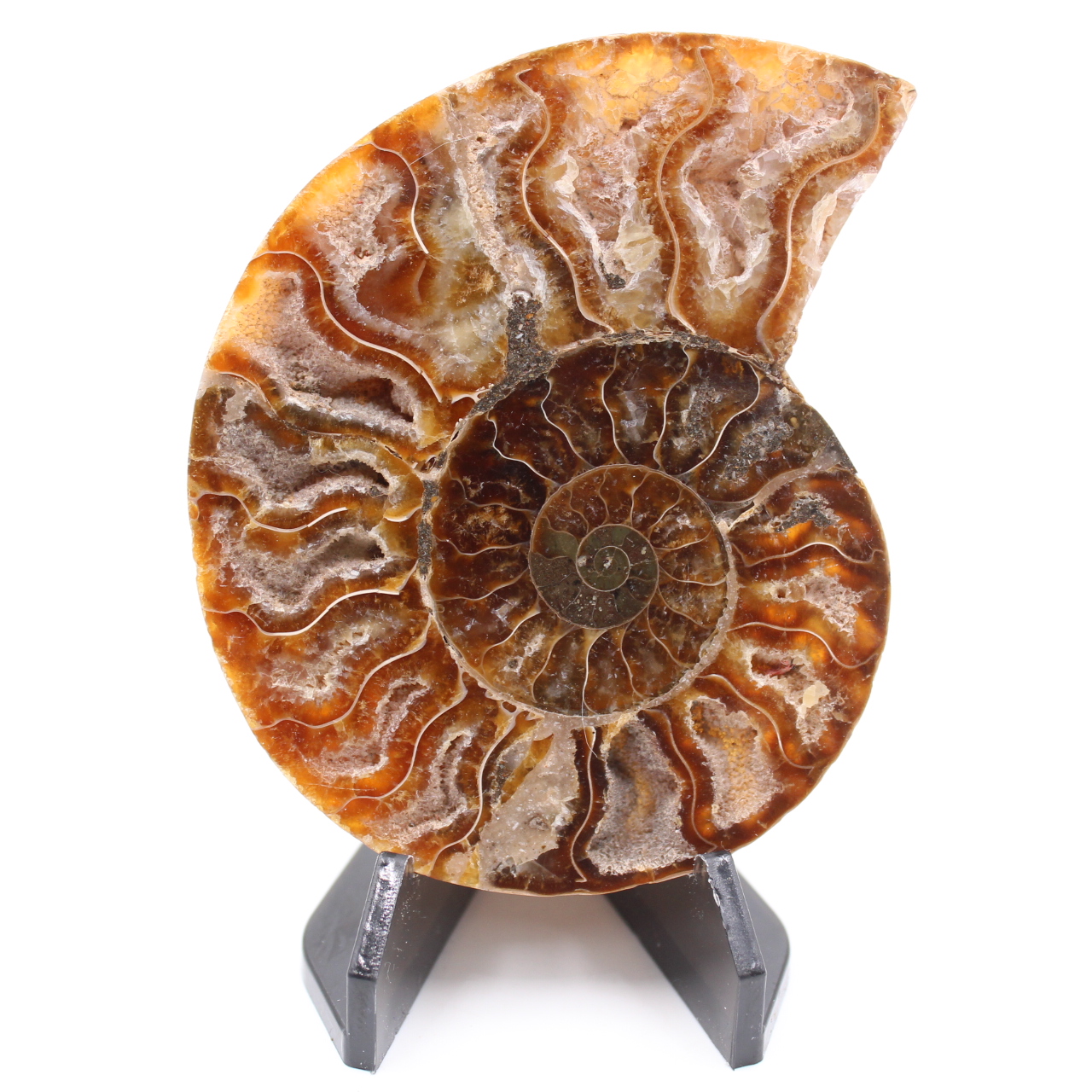 Poliertes Ammonitenfossil
