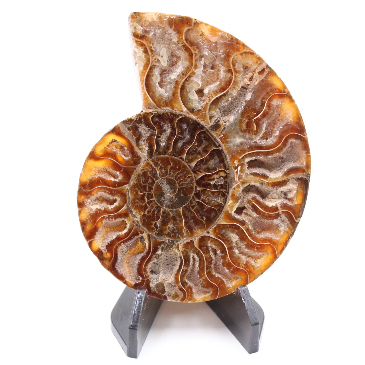 Poliertes Ammonitenfossil