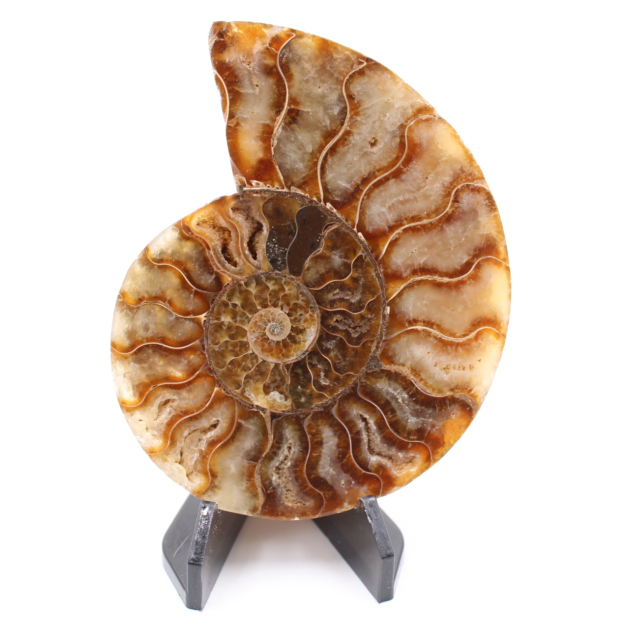 Poliertes Ammonitenfossil