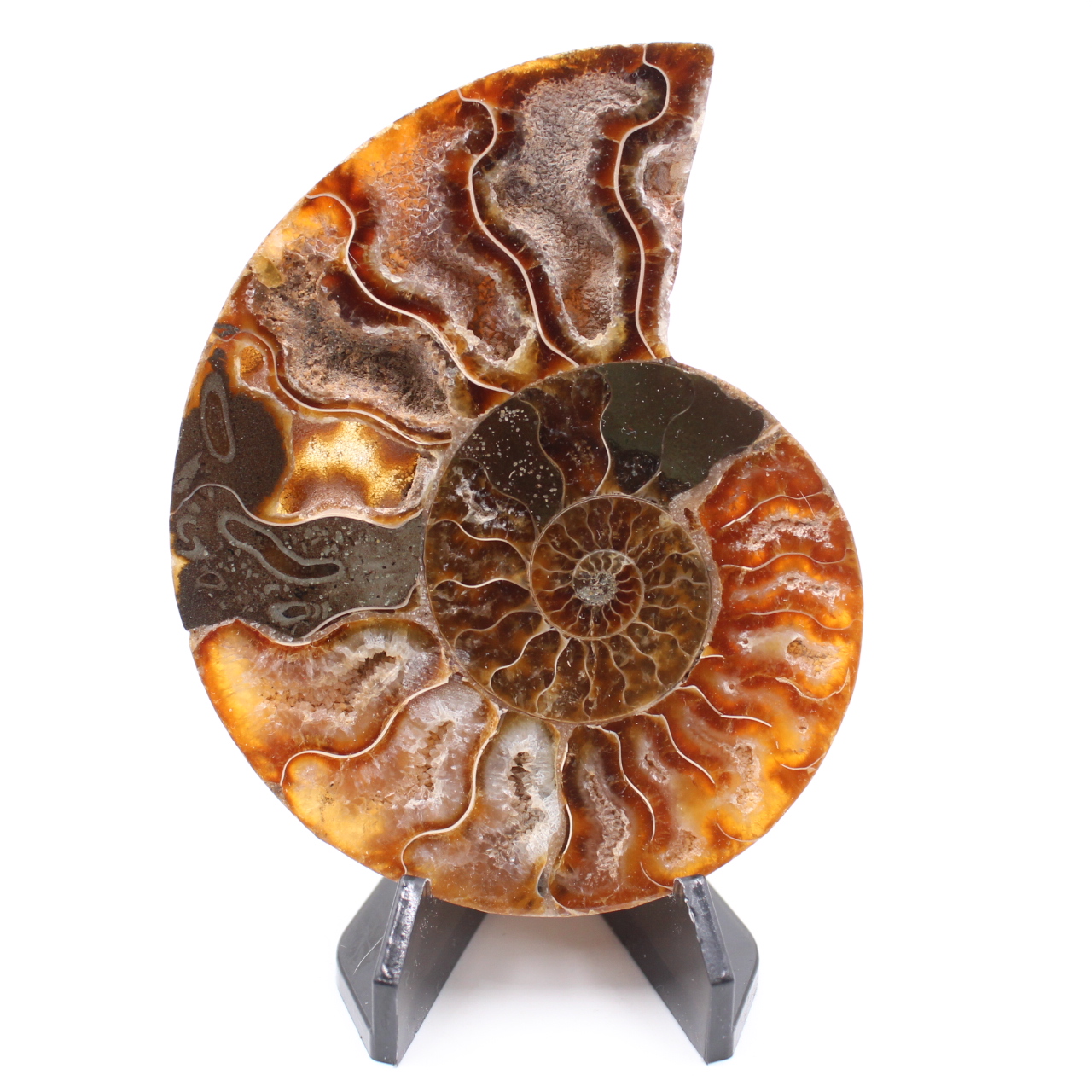 Poliertes Ammonitenfossil
