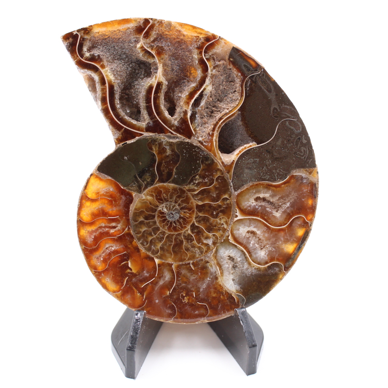 Poliertes Ammonitenfossil