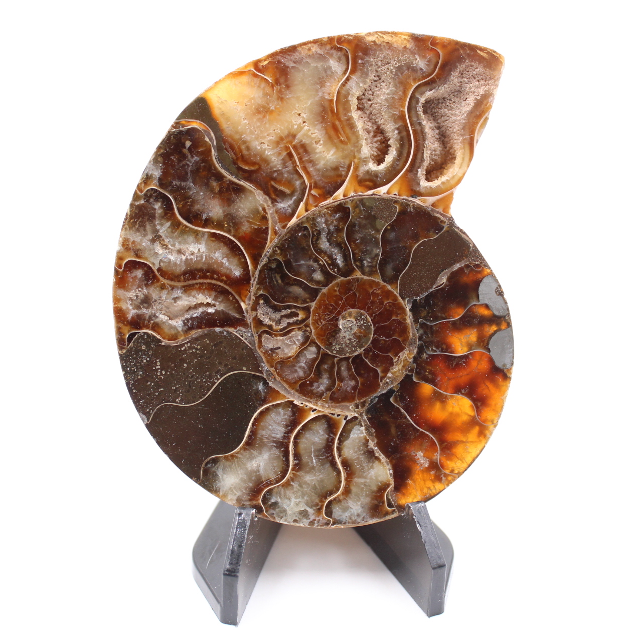 Poliertes Ammonitenfossil