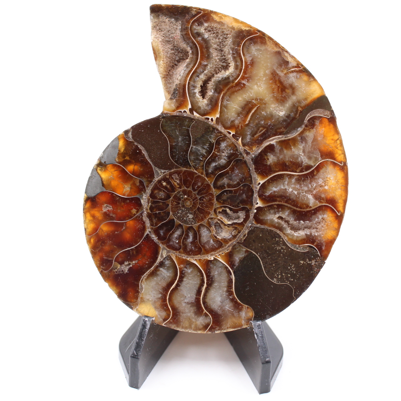 Poliertes Ammonitenfossil