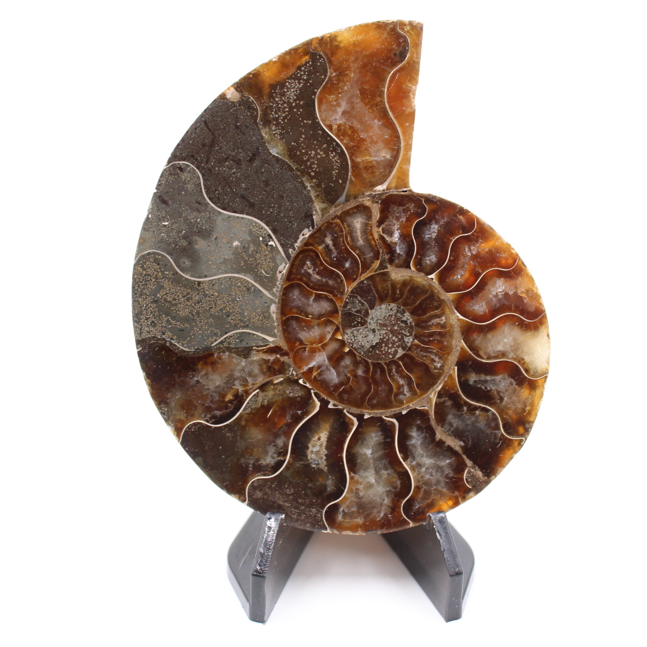Poliertes Ammonitenfossil
