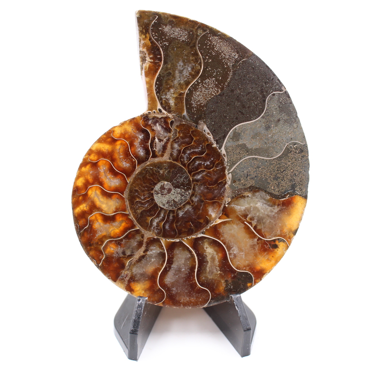 Poliertes Ammonitenfossil