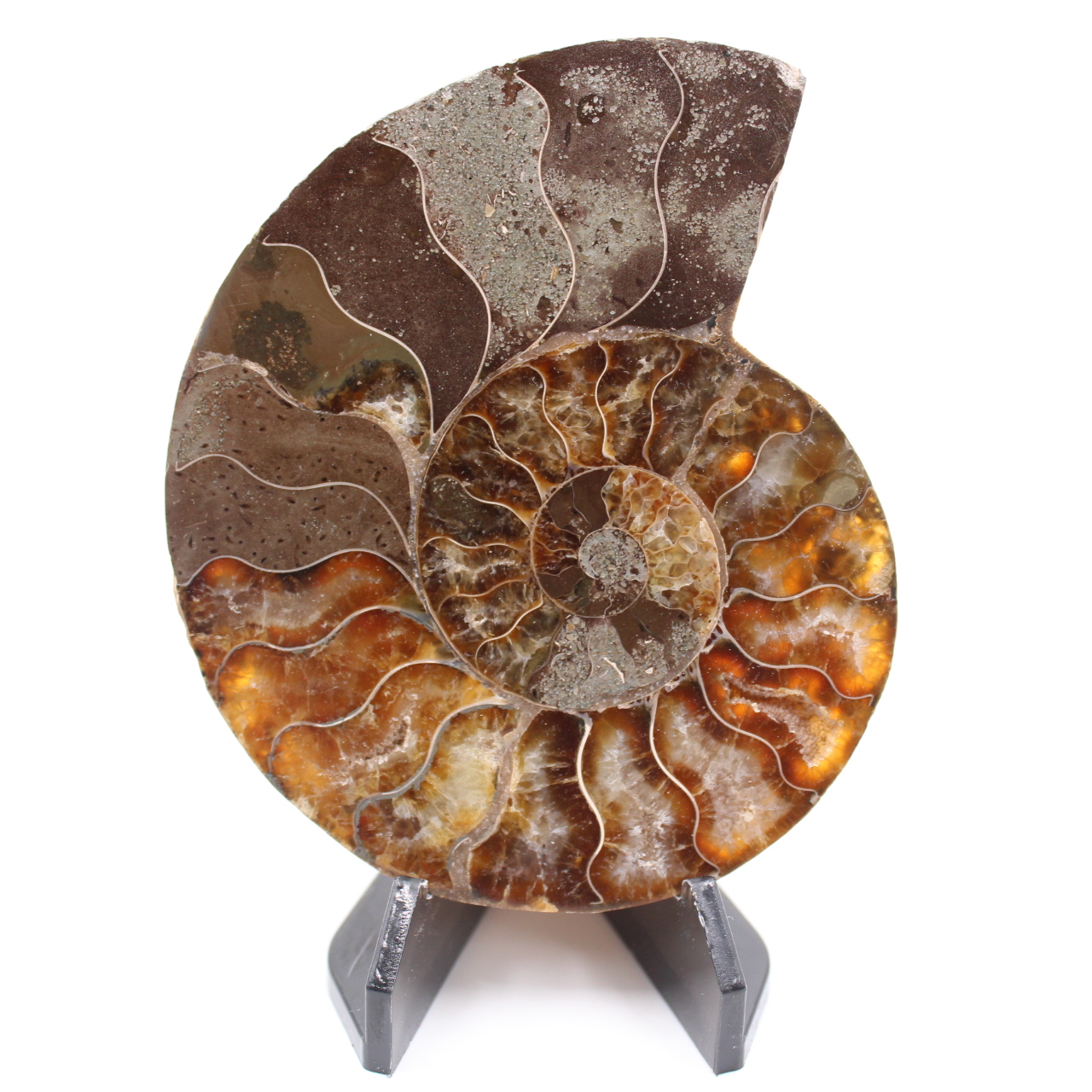 Poliertes Ammonitenfossil