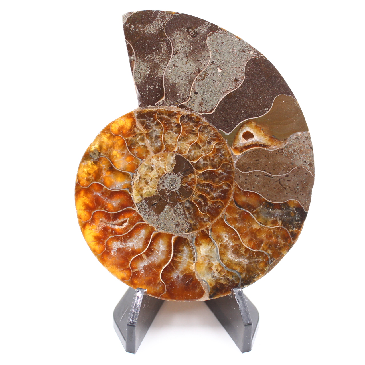 Poliertes Ammonitenfossil