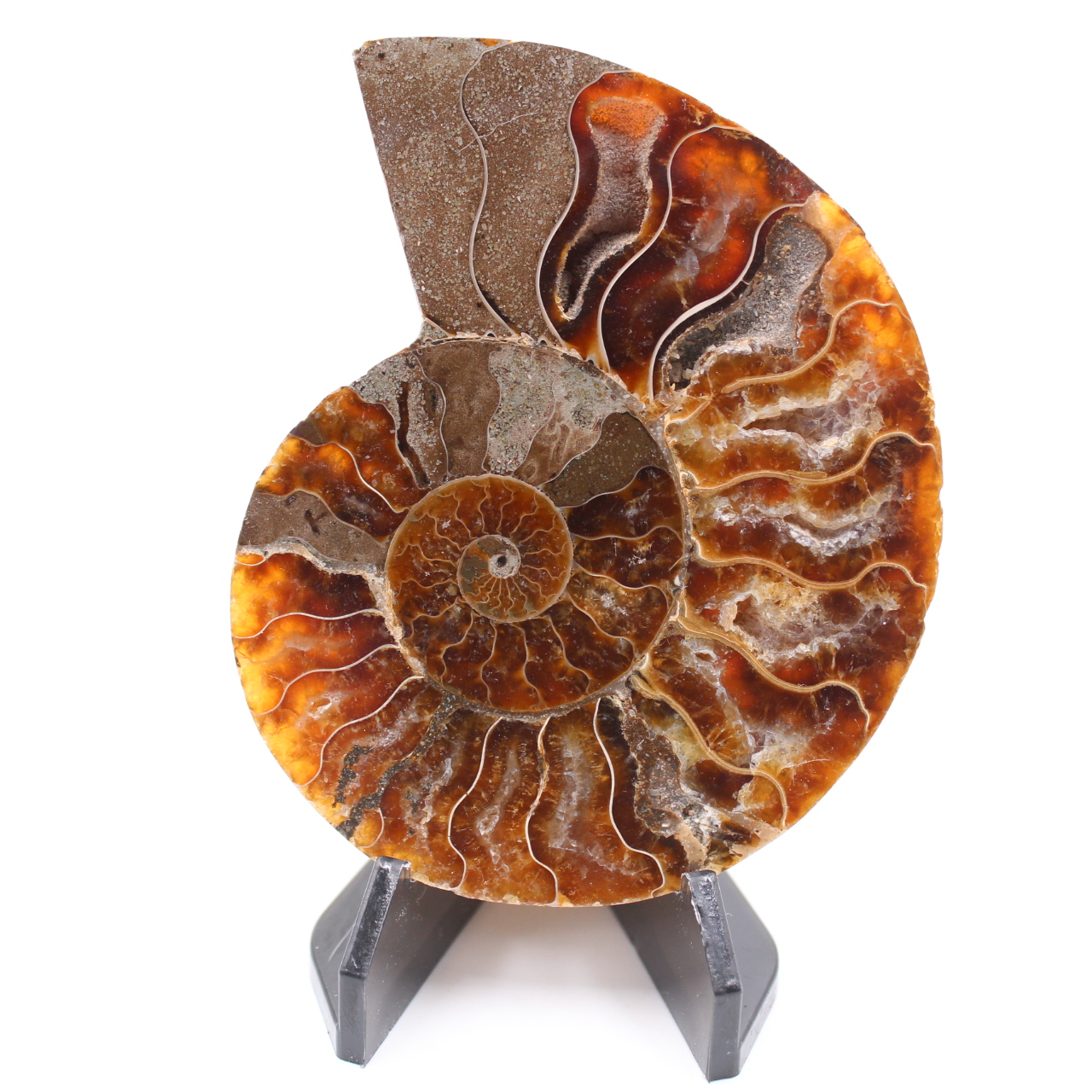 Poliertes Ammonitenfossil