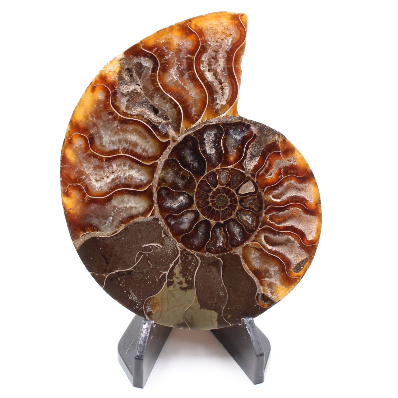Poliertes Ammonitenfossil