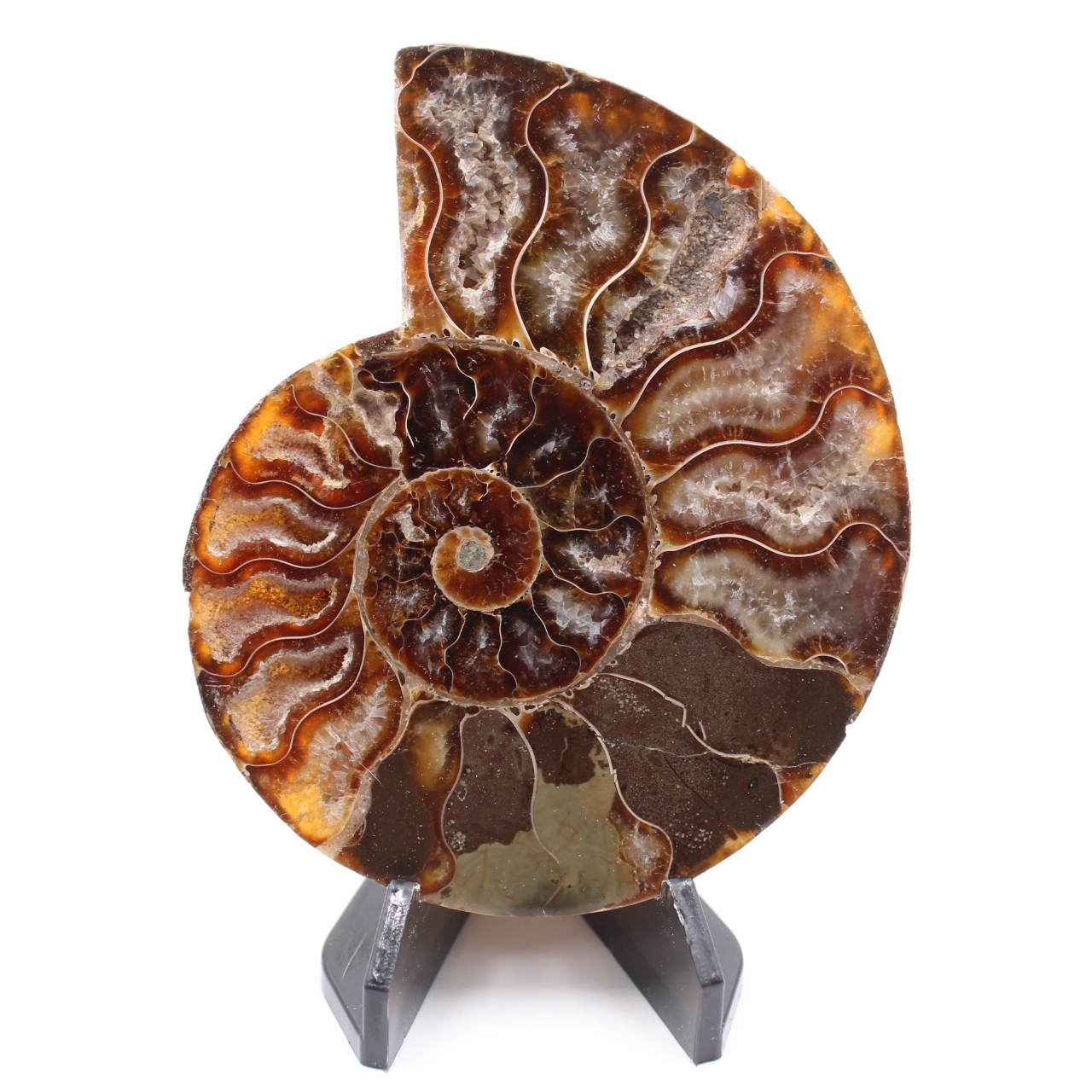 Poliertes Ammonitenfossil