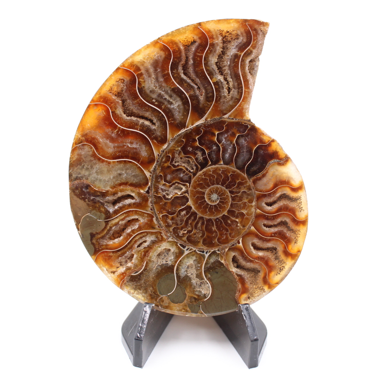 Poliertes Ammonitenfossil