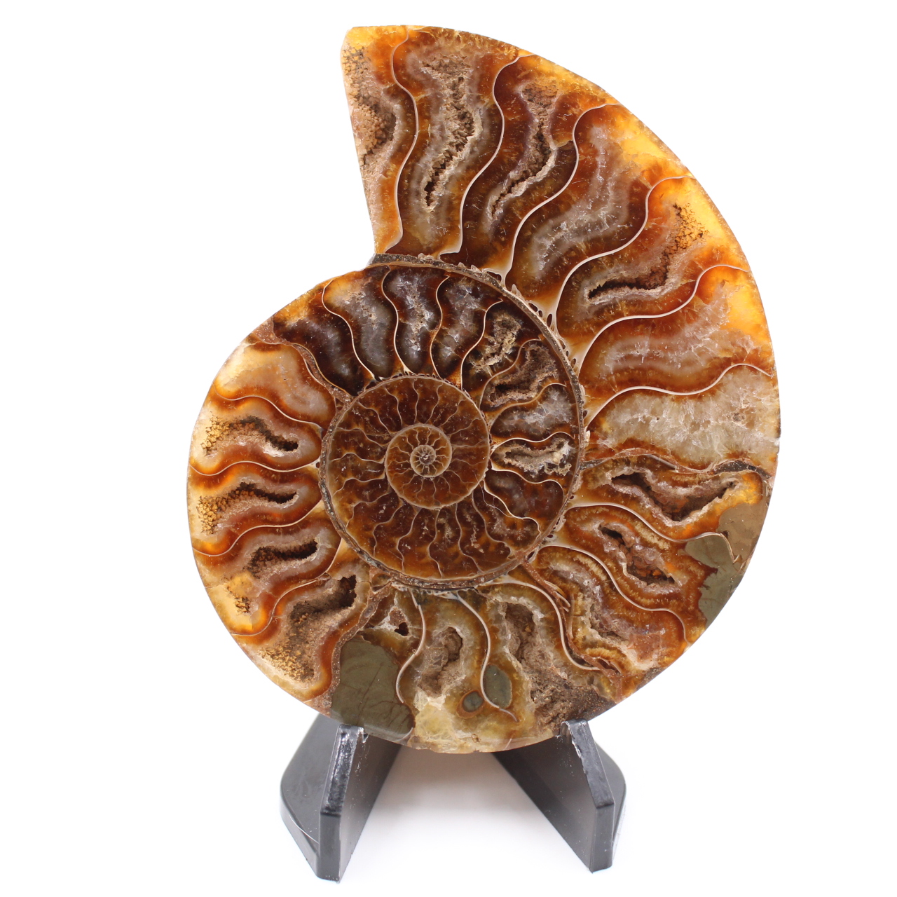 Poliertes Ammonitenfossil