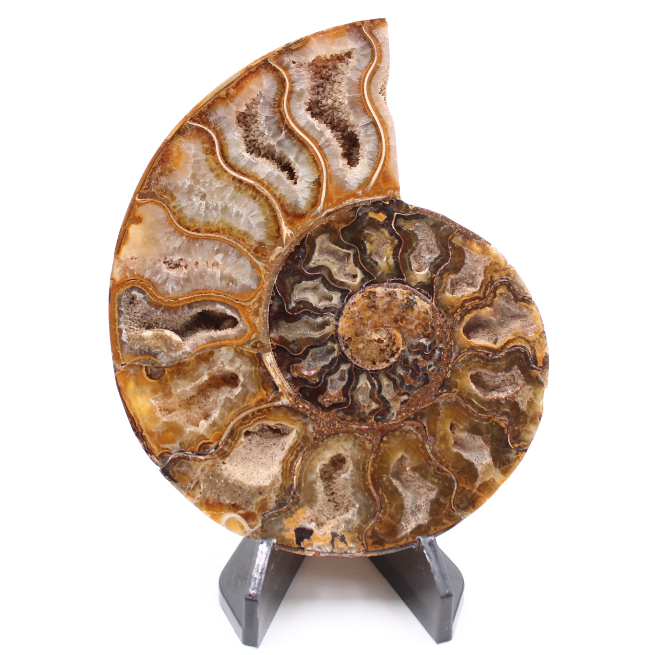 Poliertes Ammonitenfossil
