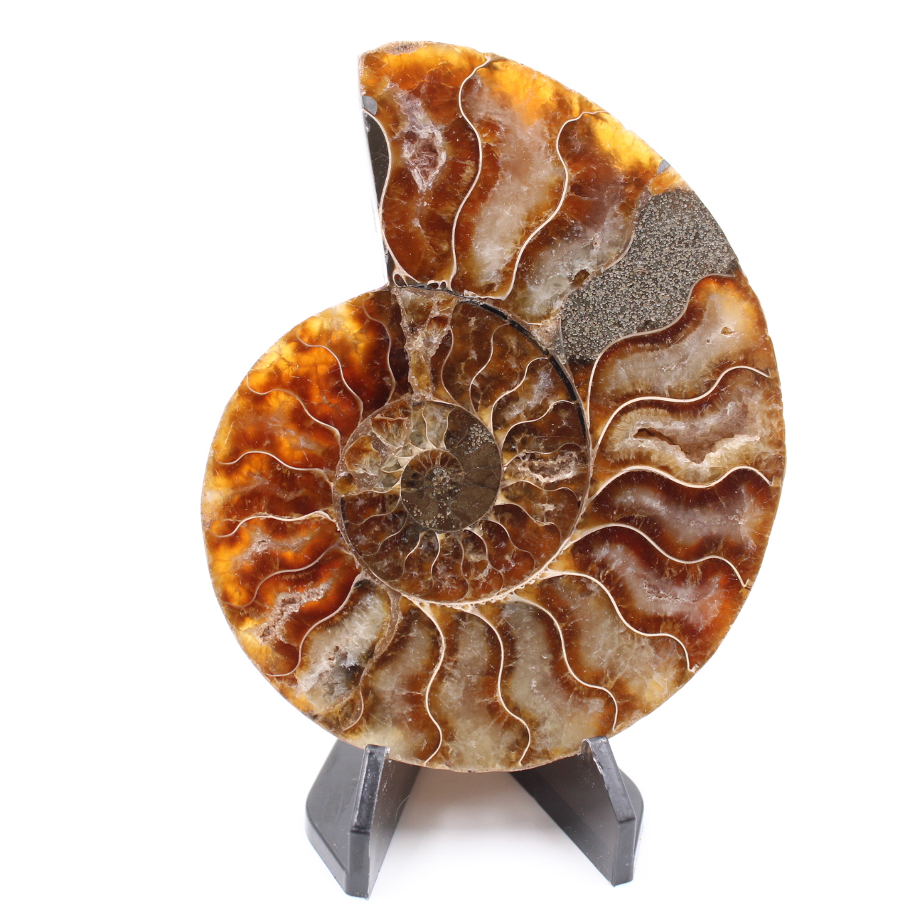 Poliertes Ammonitenfossil