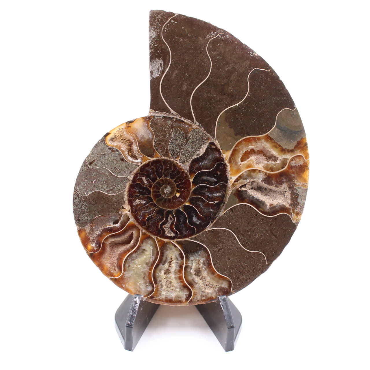 Poliertes Ammonitenfossil