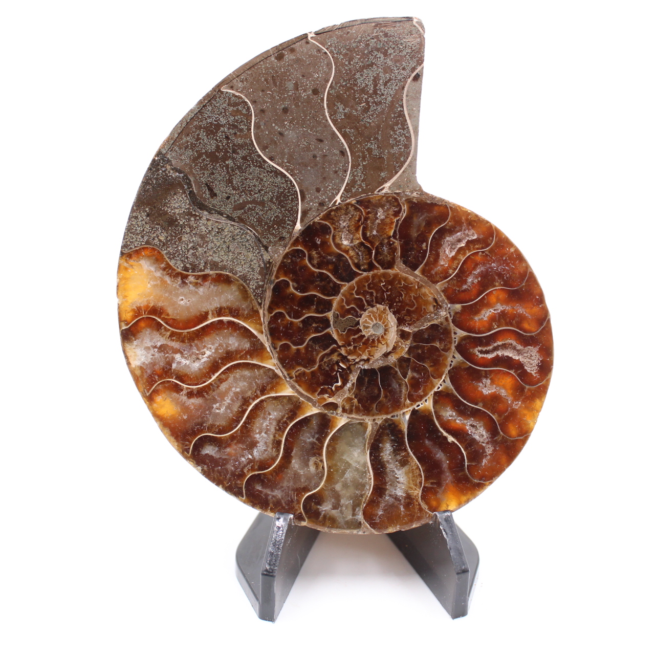 Poliertes Ammonitenfossil