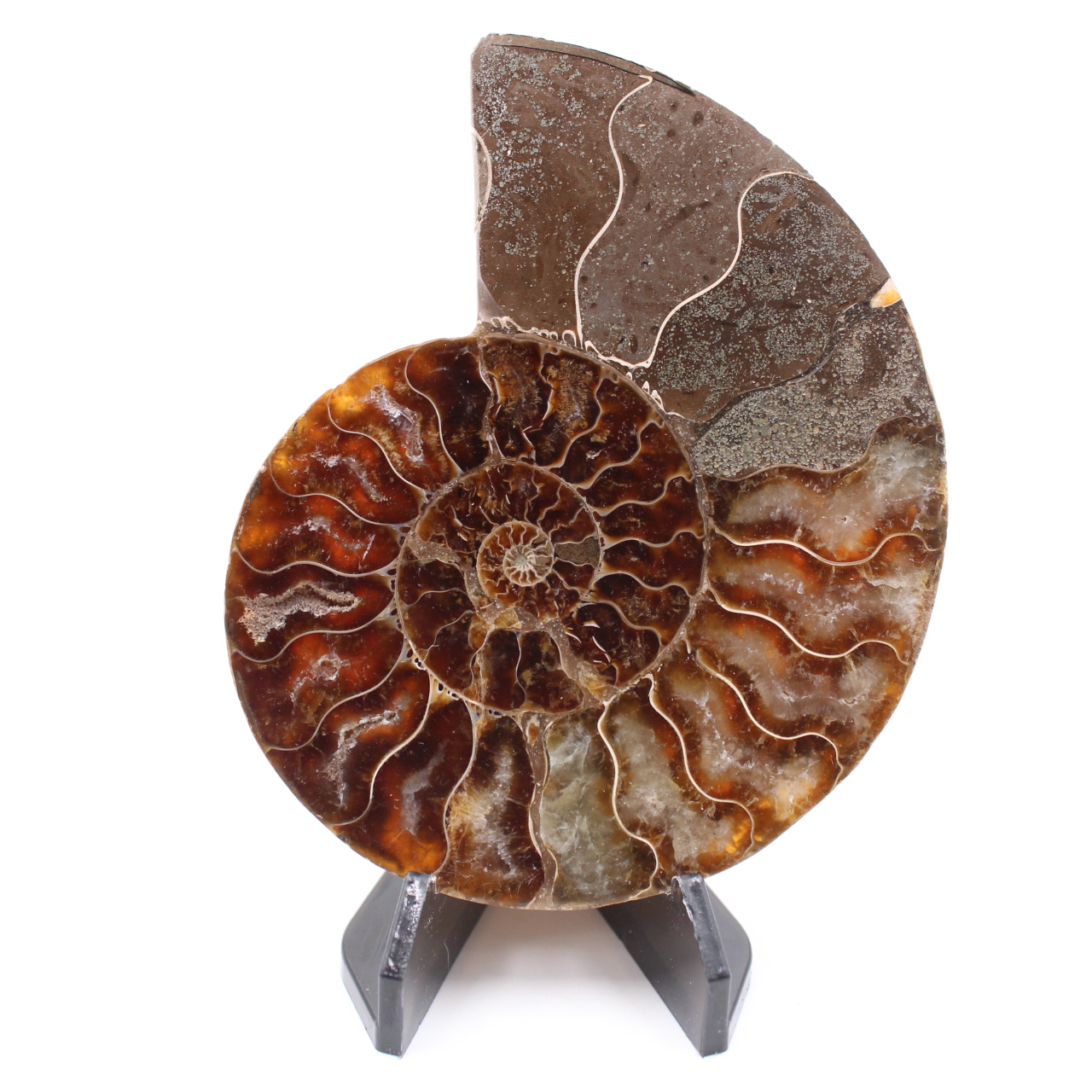 Poliertes Ammonitenfossil
