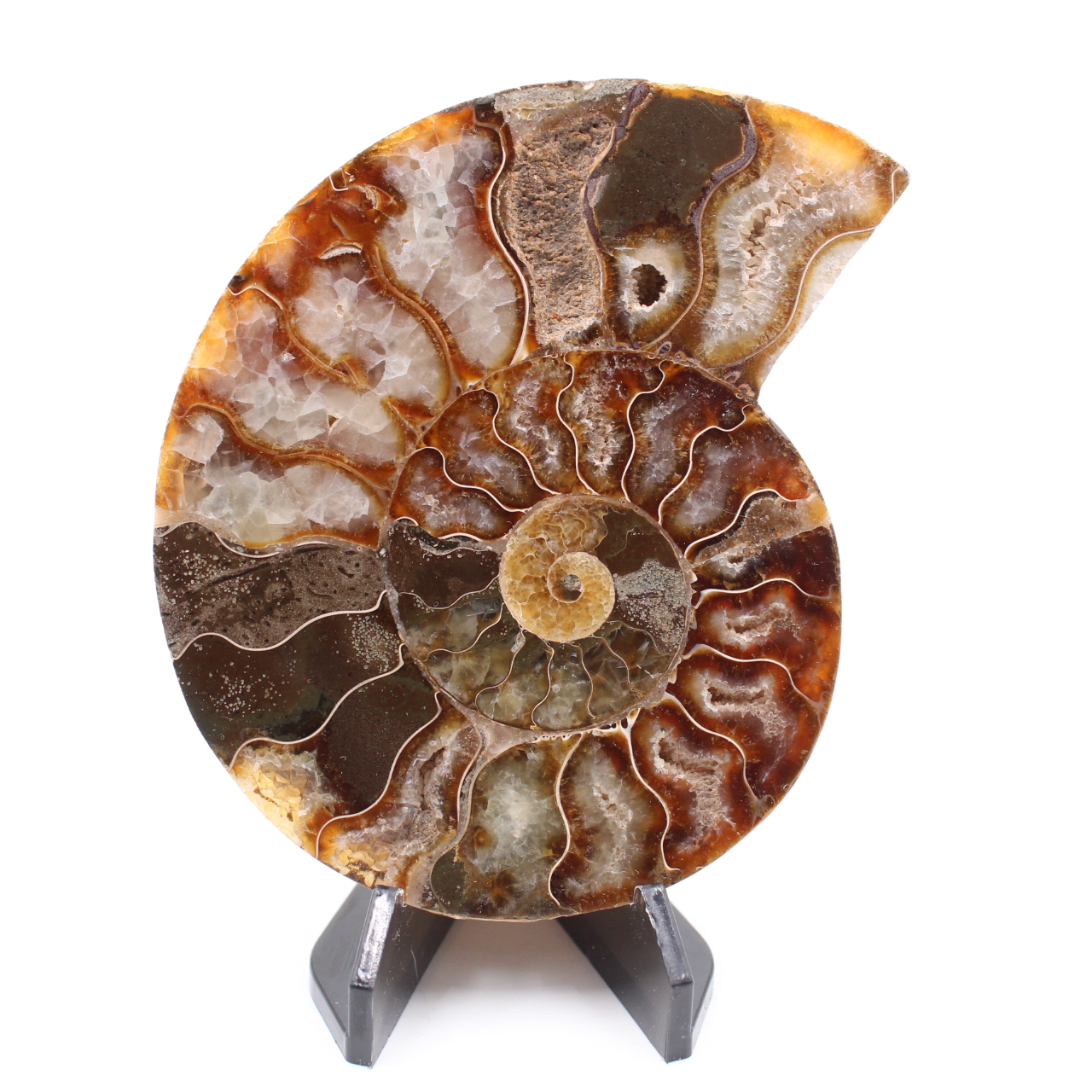 Poliertes Ammonitenfossil