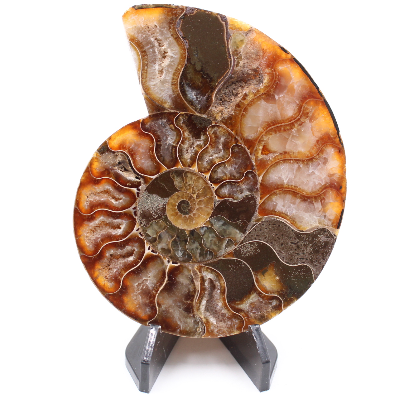 Poliertes Ammonitenfossil