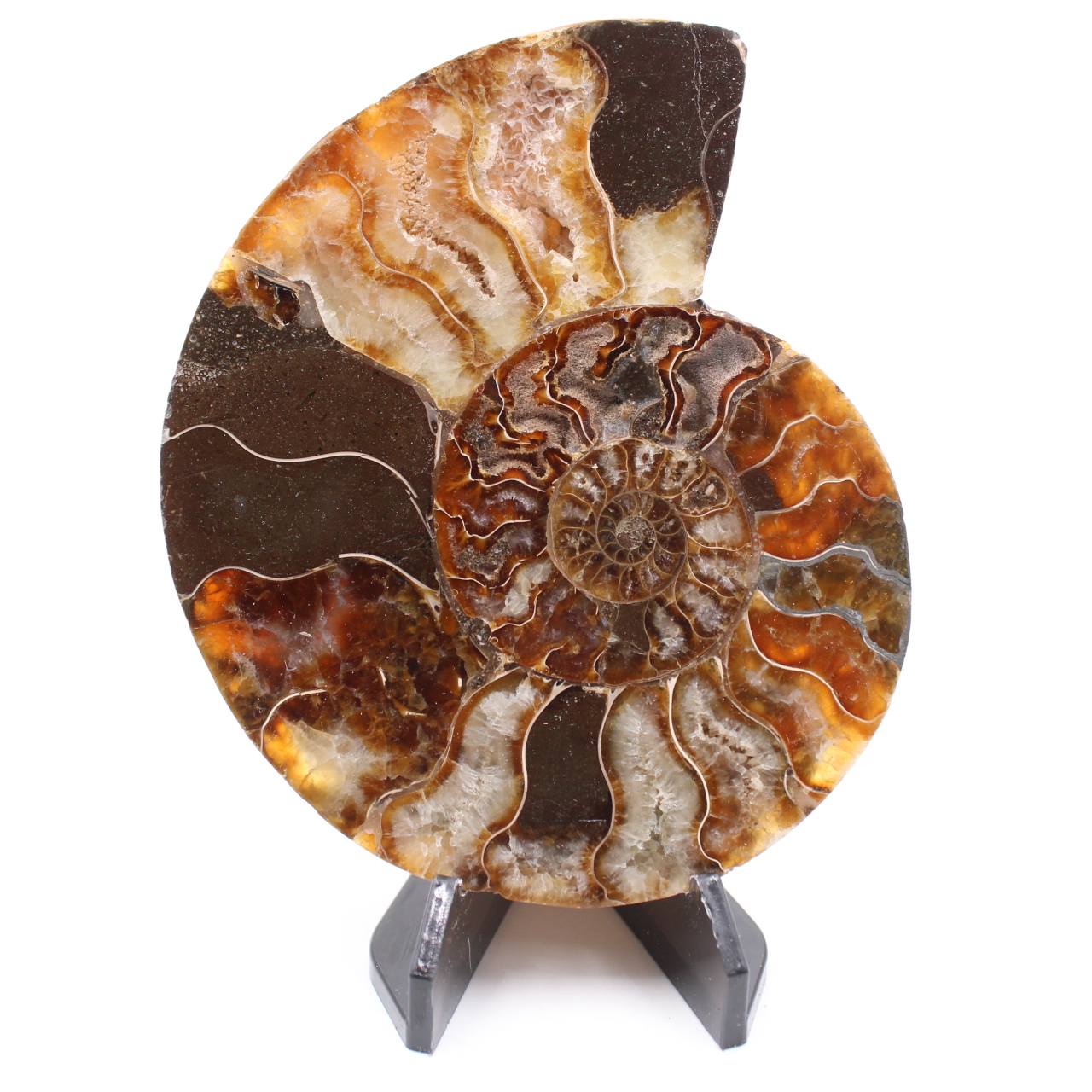 Poliertes Ammonitenfossil