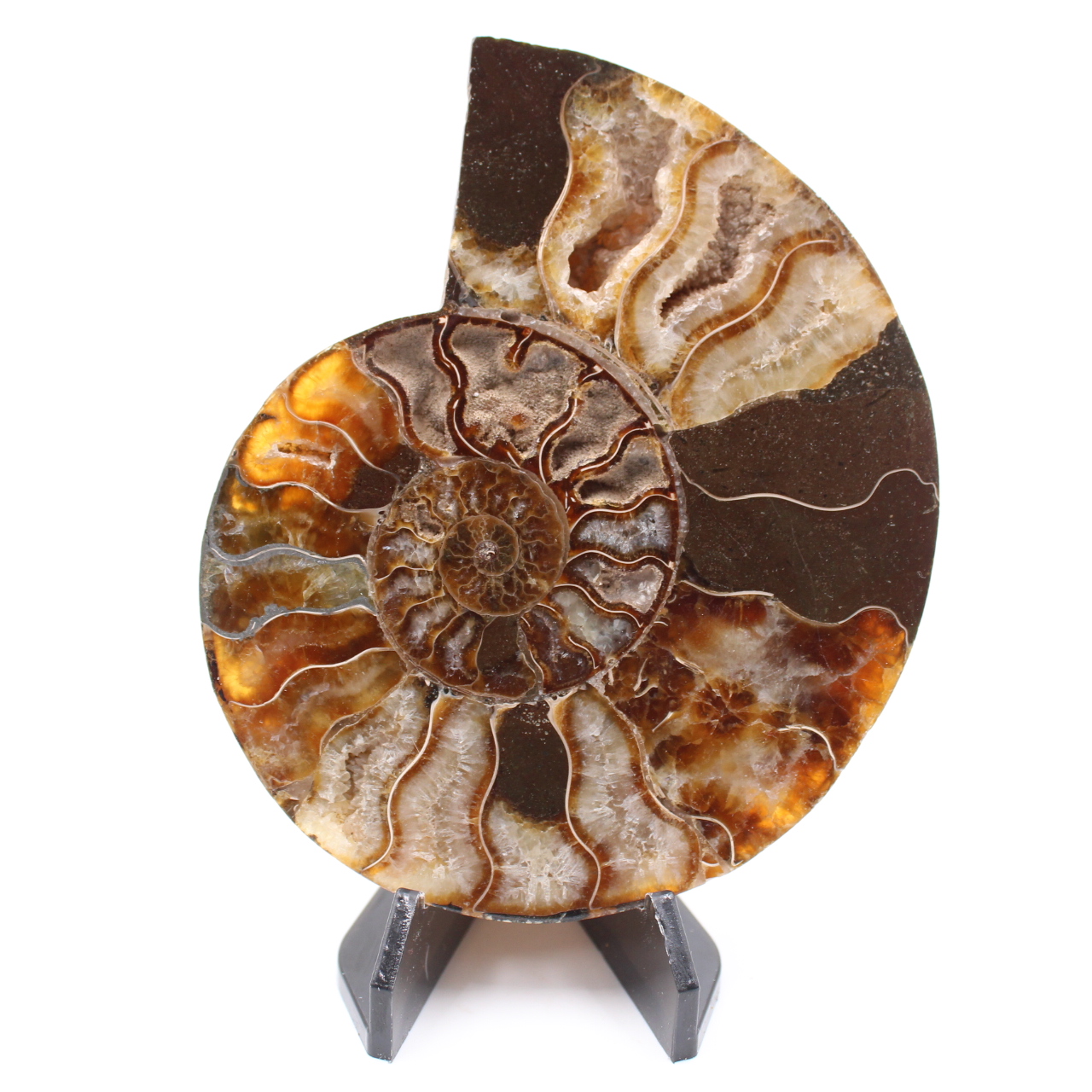 Poliertes Ammonitenfossil