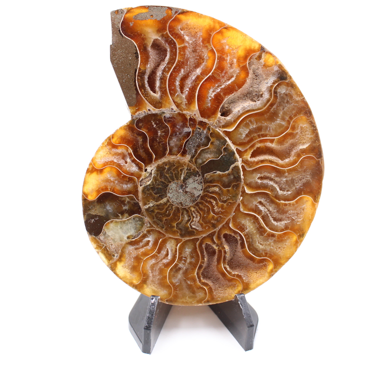 Poliertes Ammonitenfossil