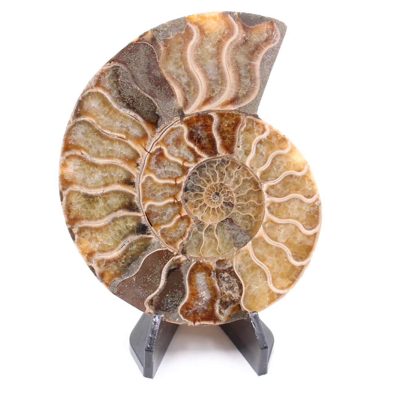 Poliertes Ammonitenfossil