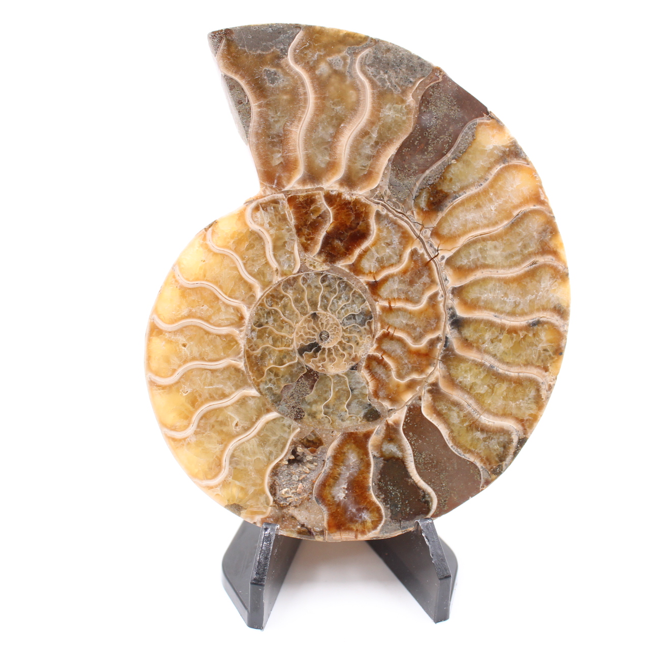 Poliertes Ammonitenfossil