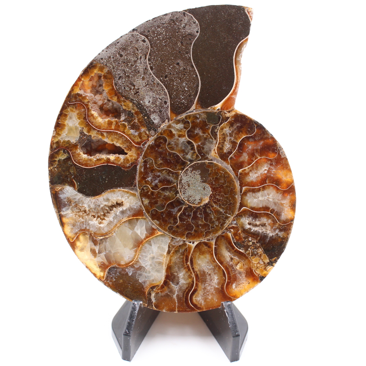 Poliertes Ammonitenfossil