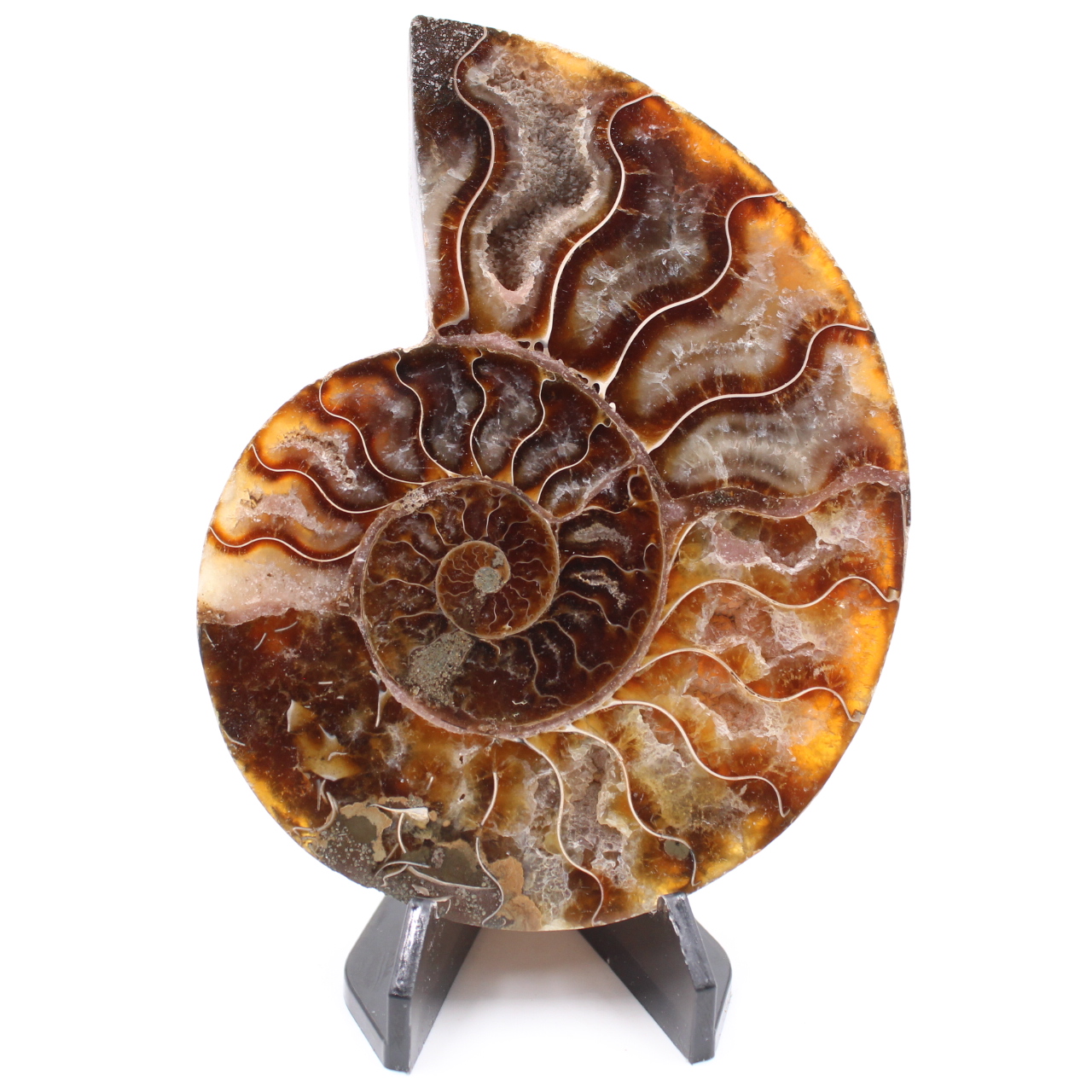 Poliertes Ammonitenfossil