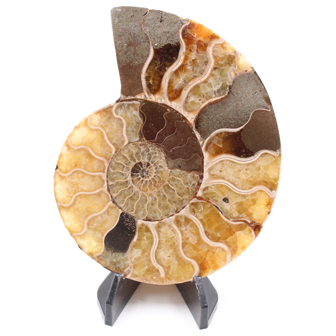 Poliertes Ammonitenfossil