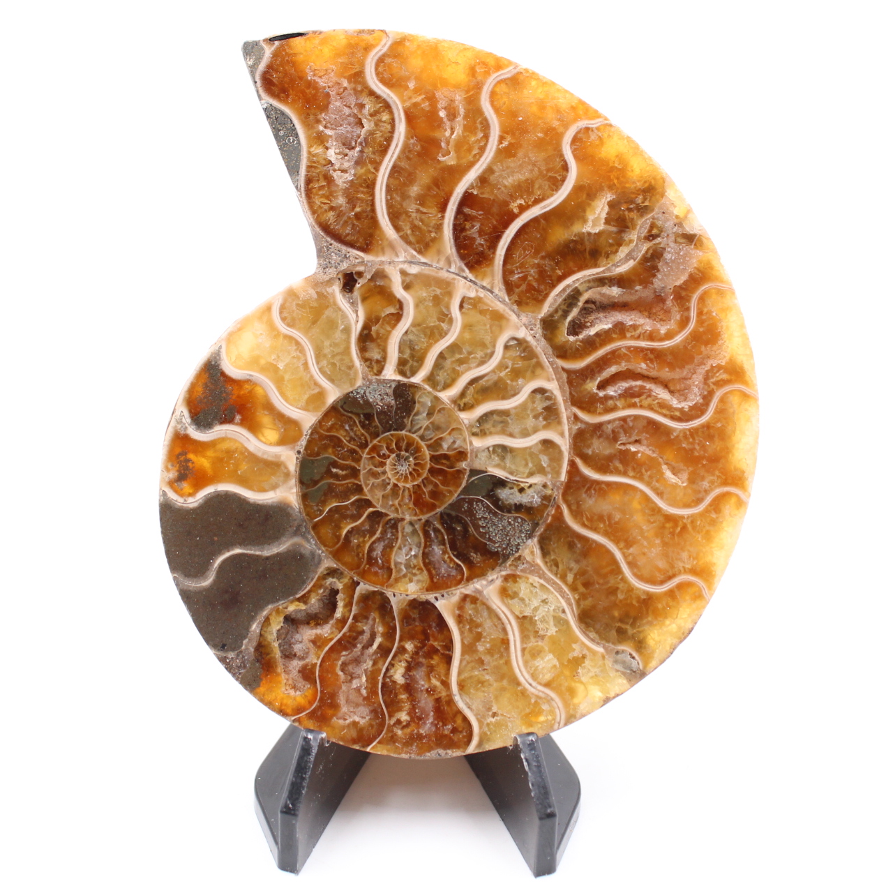 Poliertes Ammonitenfossil