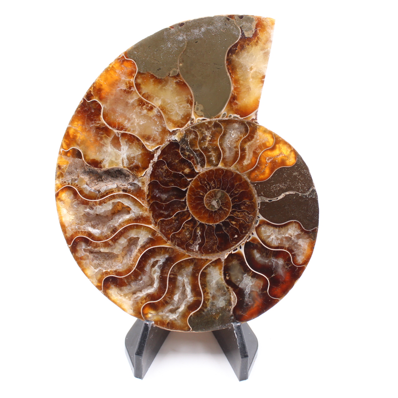 Poliertes Ammonitenfossil