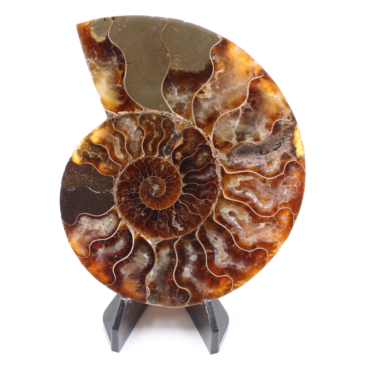 Poliertes Ammonitenfossil