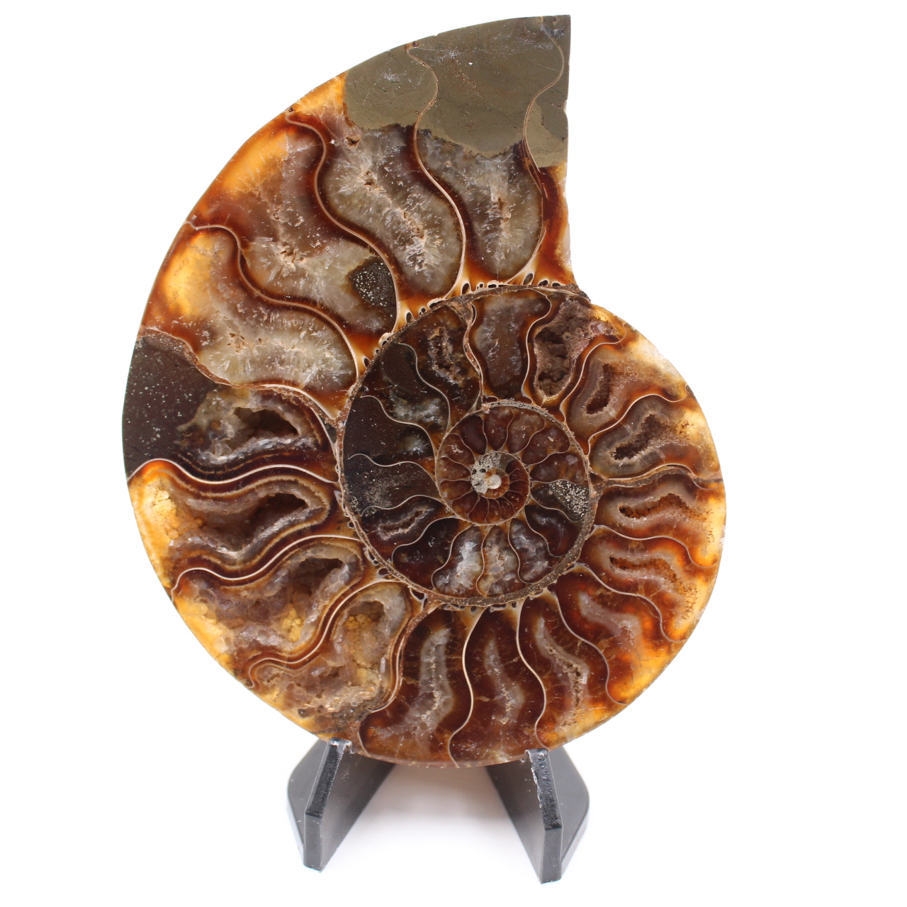 Poliertes Ammonitenfossil