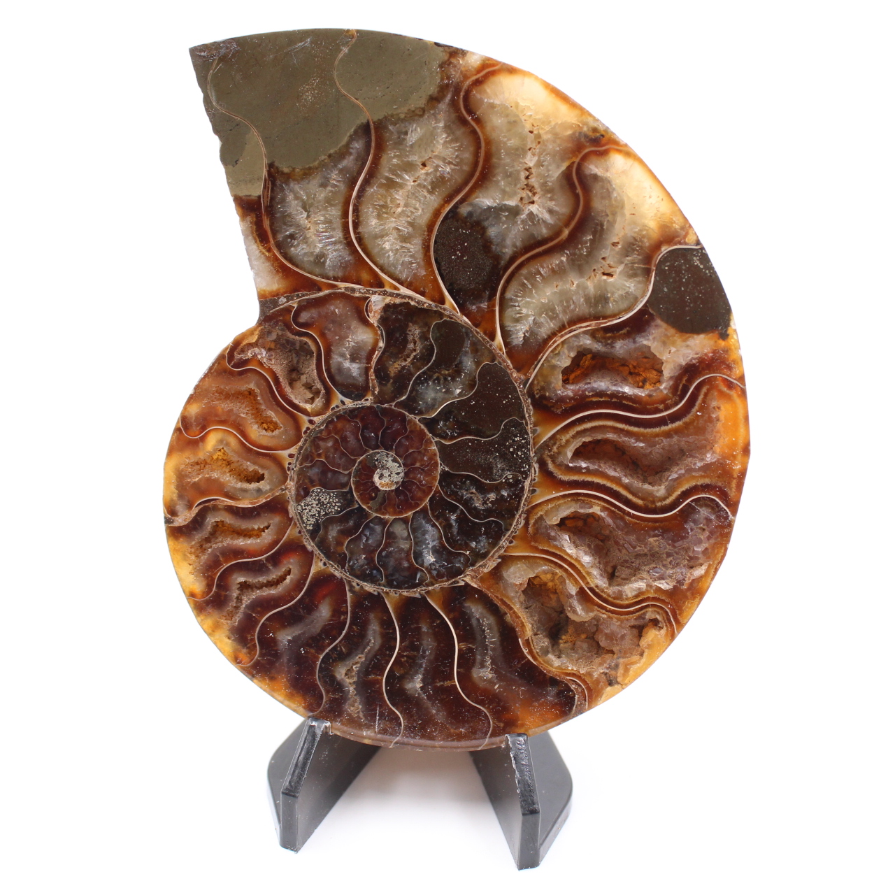 Poliertes Ammonitenfossil