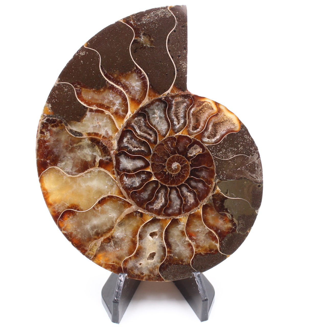 Poliertes Ammonitenfossil