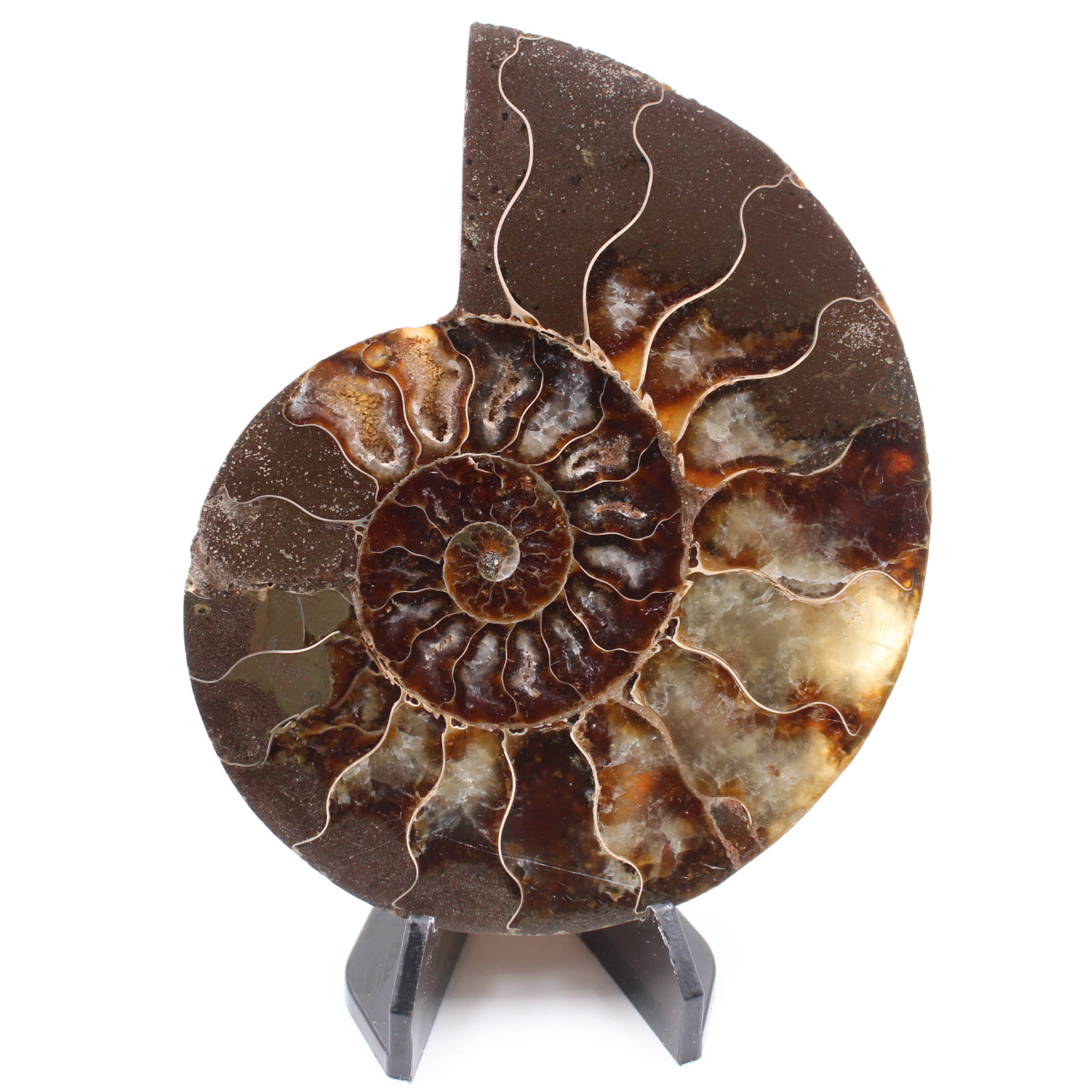 Poliertes Ammonitenfossil