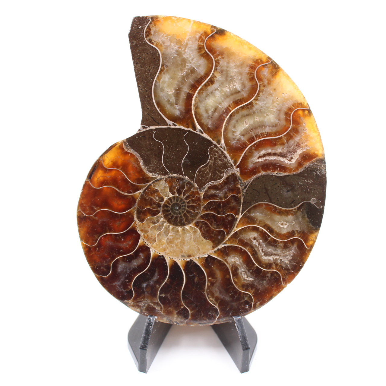 Poliertes Ammonitenfossil