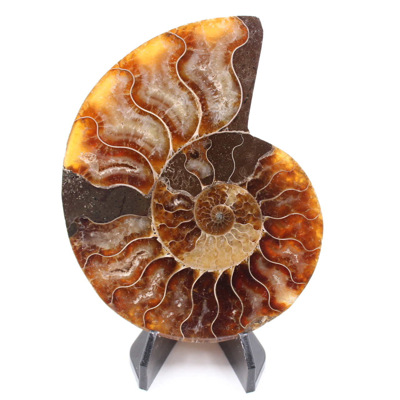 Poliertes Ammonitenfossil