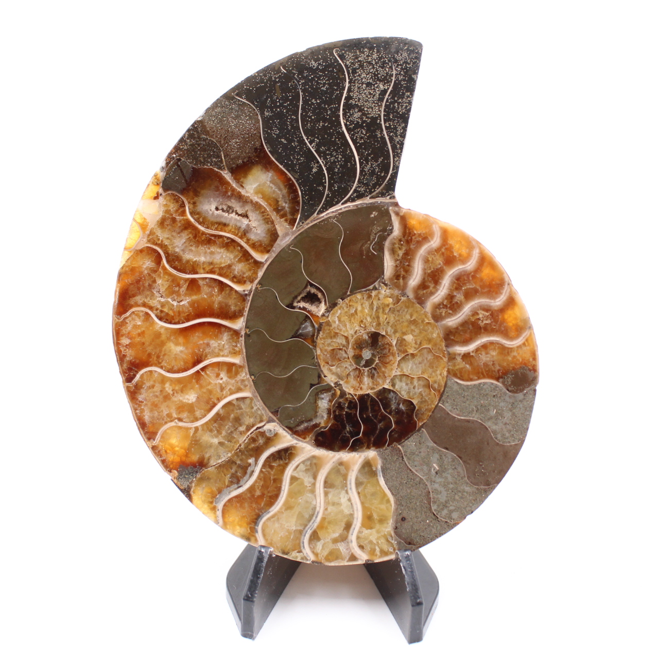 Poliertes Ammonitenfossil