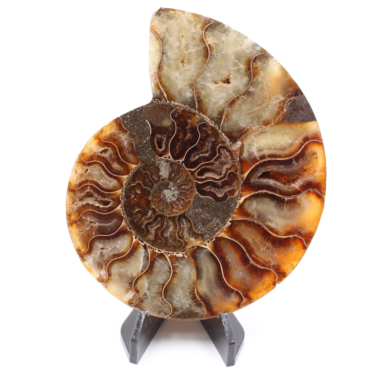 Poliertes Ammonitenfossil