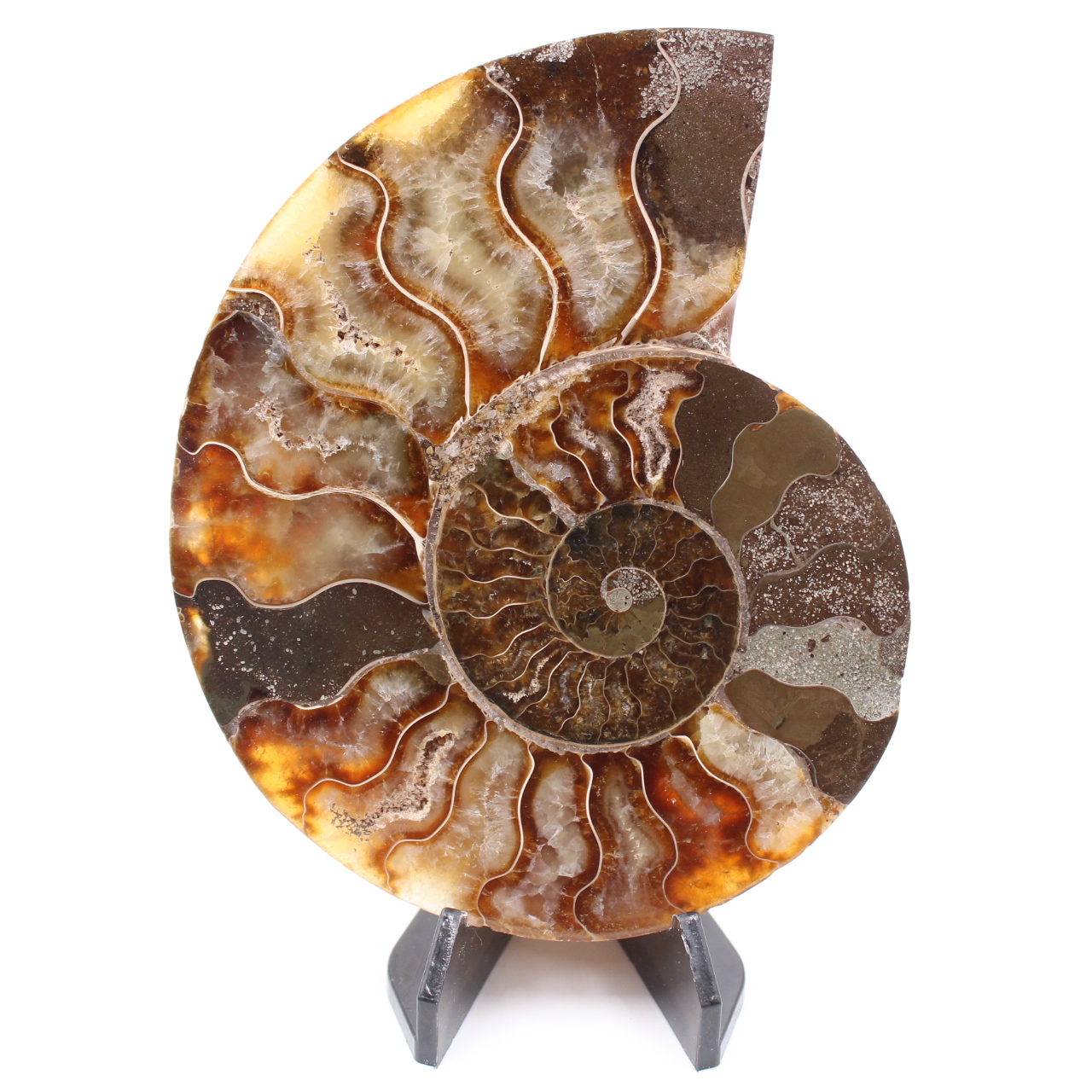 Poliertes Ammonitenfossil