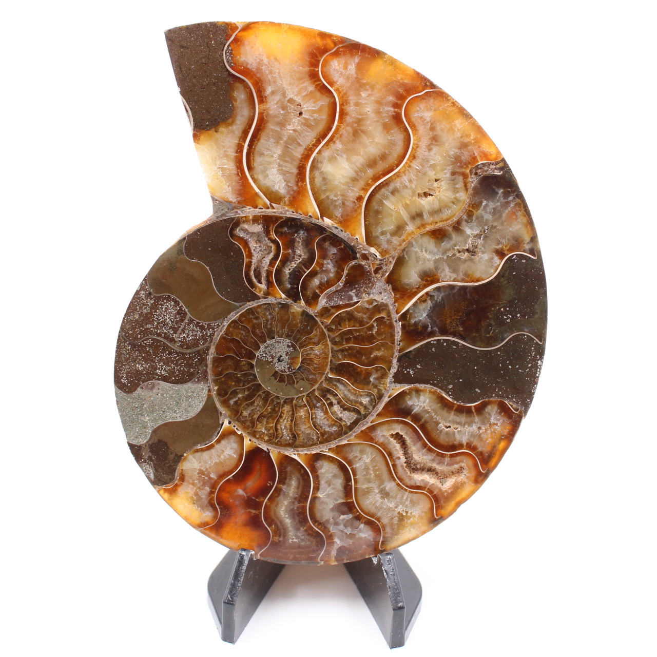 Poliertes Ammonitenfossil