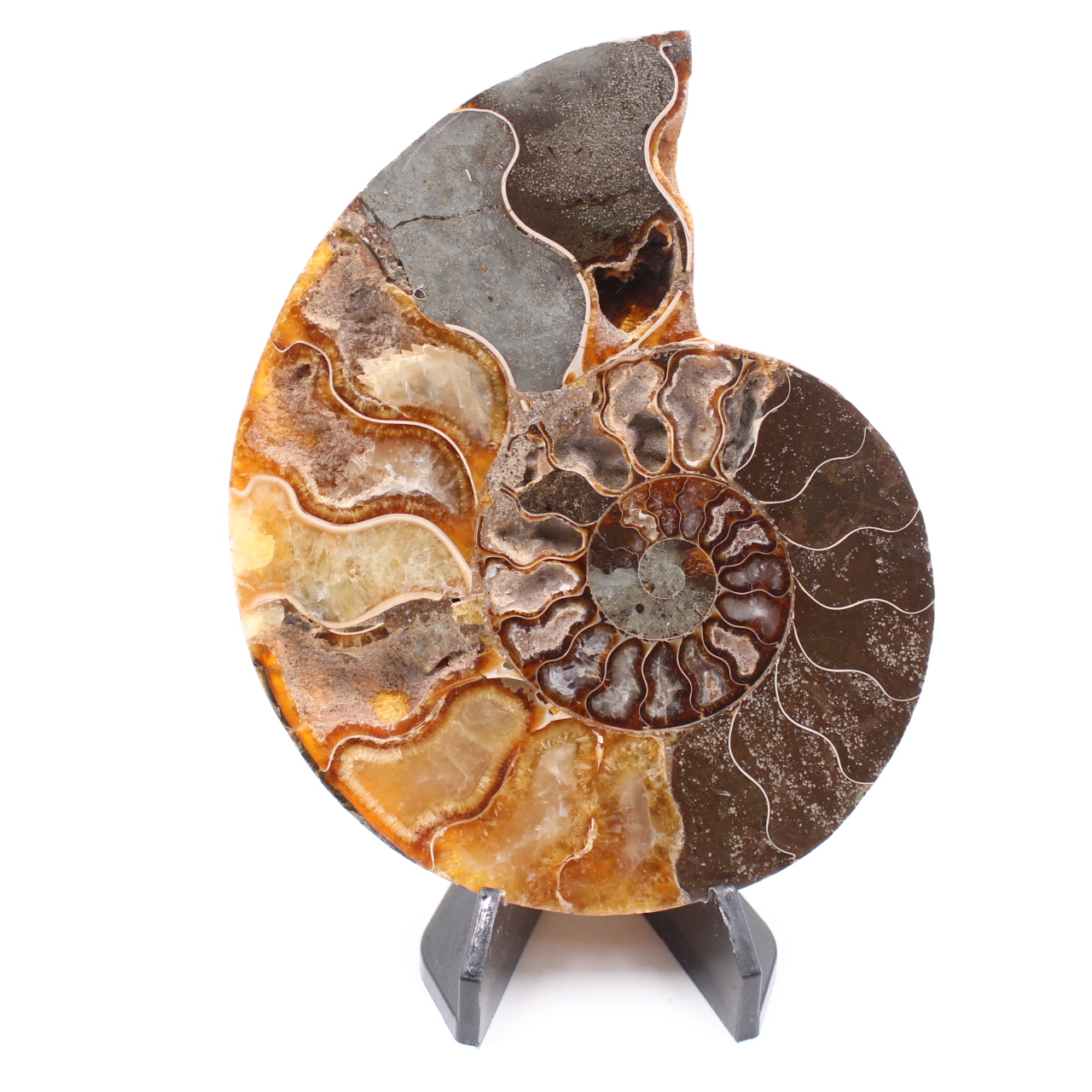 Poliertes Ammonitenfossil