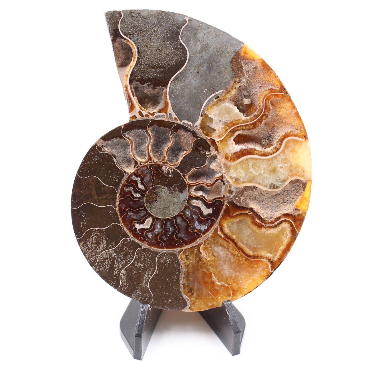 Poliertes Ammonitenfossil