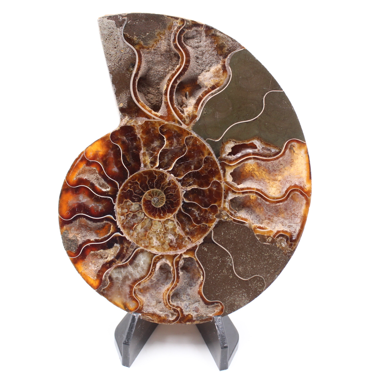 Poliertes Ammonitenfossil