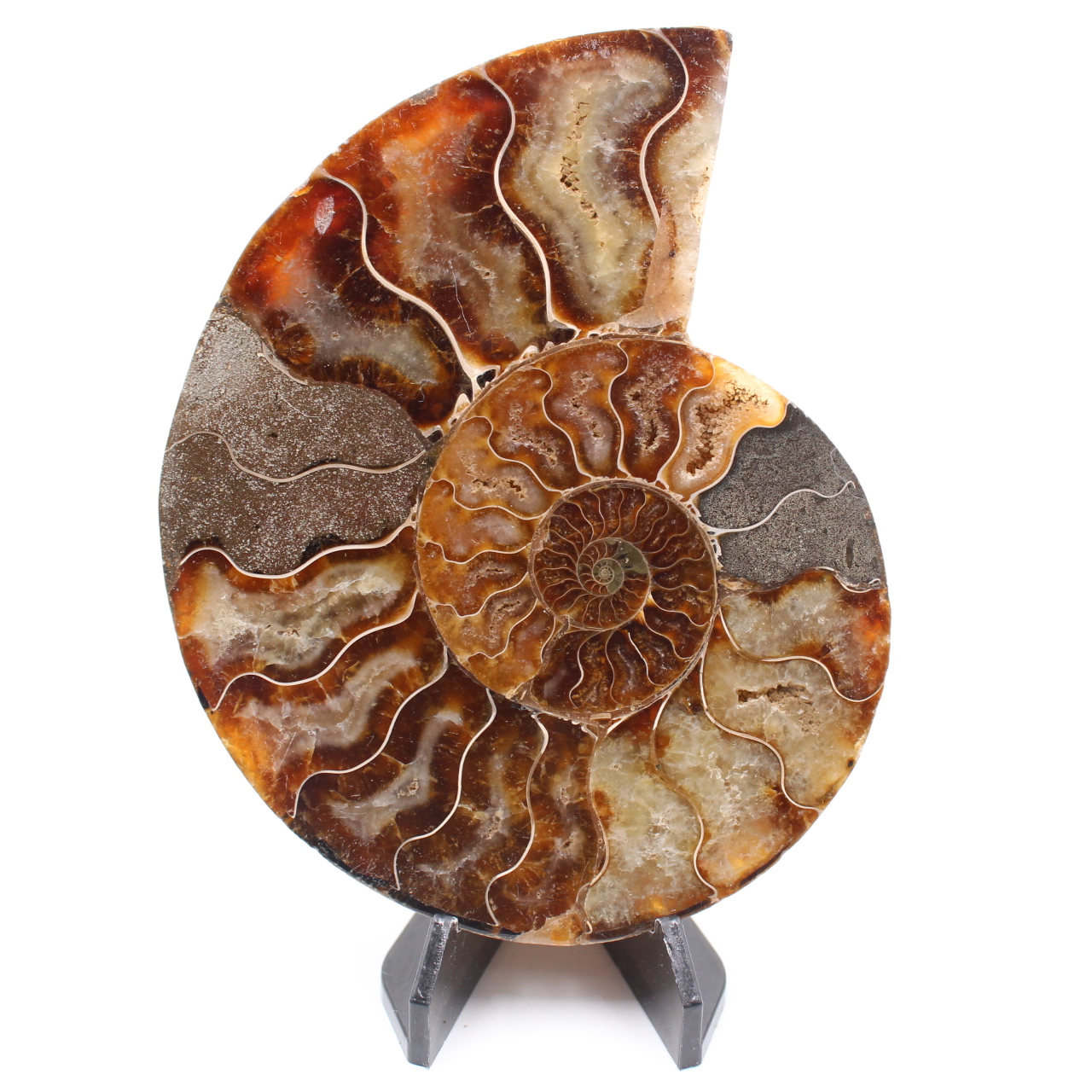 Poliertes Ammonitenfossil